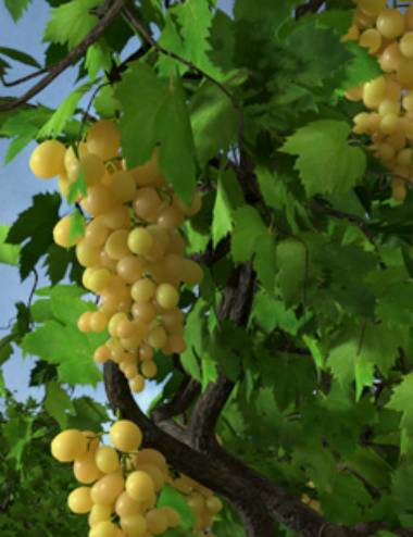 Grapevines
