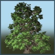 Small Leaved Lime