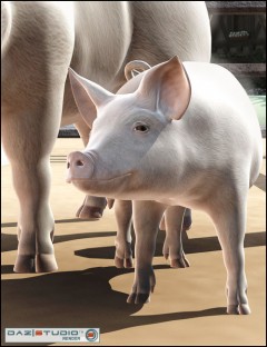 DAZ Piglet