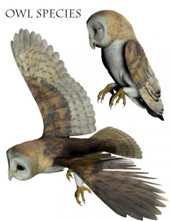 Noggin's Owl Species