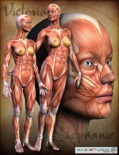 Victoria 3 & Stephanie Petite Muscle Maps