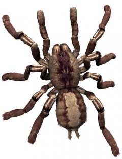 Noggin's Poser Tarantula