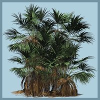 Dwarf Fan Palm DR