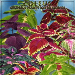 Coleus