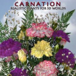 Carnation