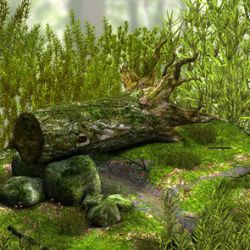 Moss
