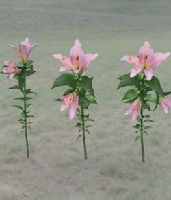 Tropical Pack: Plants for Poser