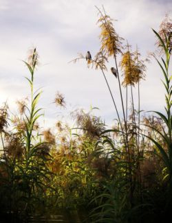 Reed Plants for Daz Studio and Iray