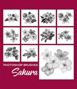 PB - Sakura