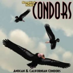 Songbird ReMix Condors