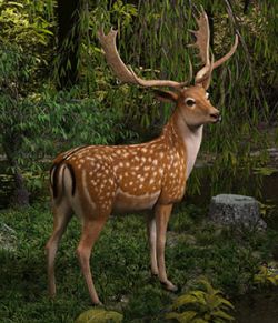 CWRW Fallow Deer