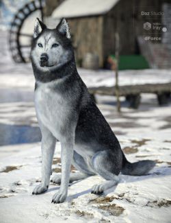 Husky for Daz Dog 8
