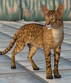 CWRW Exotics 1 for the HW House Cat