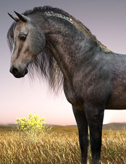 CWRW Greys and Rosy Greys for the HW Horse