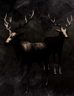 Atmospheric Smoke Camera