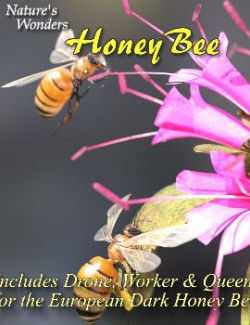 Nature's Wonders Bee