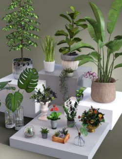 Collection of Pot Plants