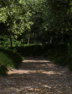 Path Between the Trees