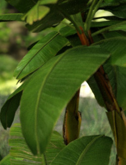 Photo Props: Banana Tree Collection