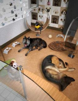International Dog Day Bundle