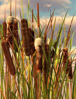 Rigged Cattail Reeds