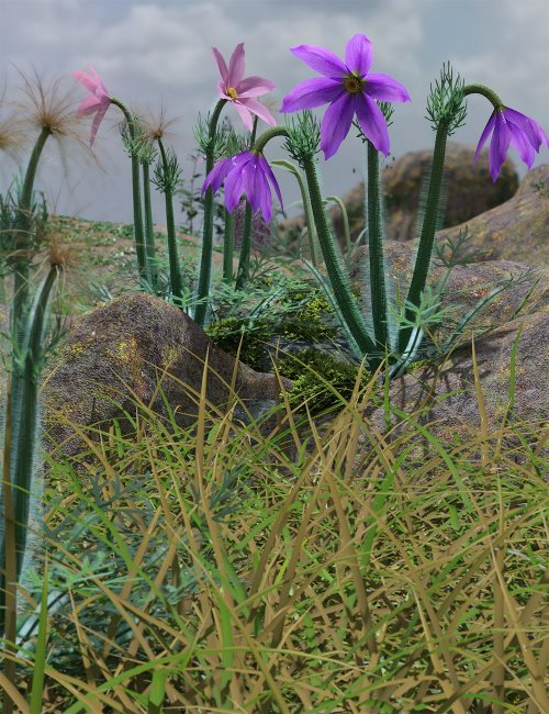 Click here to see preview images for "Tiny Flowers - Pulsatilla - Pasque flowers" Tiny Flowers - Pulsatilla - Pasque flowers