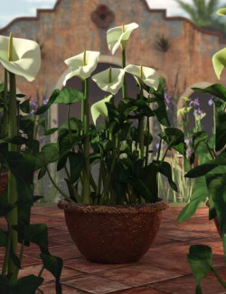 Calla Lilies