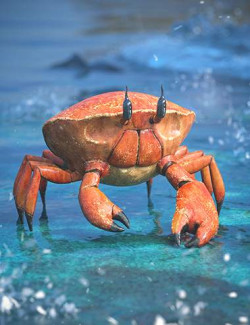 Ghost Crab HD