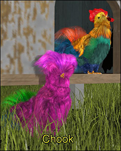 Chook