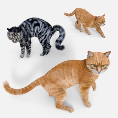 Click here to see preview images for "Poses for Cat Zeus" Poses for Cat Zeus