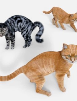 Poses for Cat Zeus