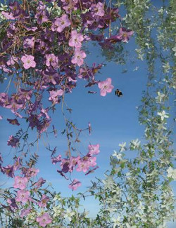 Flowering Clematis- Build Your Own Custom Climber Kit Vol 01
