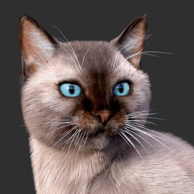 Click here to see preview images for "Siamese for Cat Mars" Siamese for Cat Mars