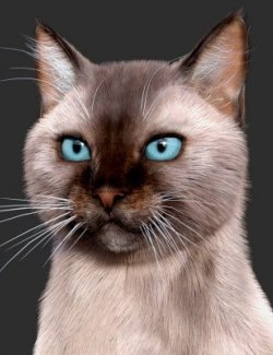 Siamese for Cat Zeus
