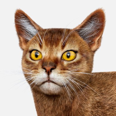 Click here to see preview images for "Abyssinian for Cat Mars" Abyssinian for Cat Mars