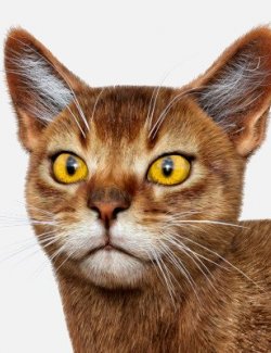 Abyssinian for Cat Zeus