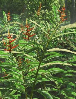 Heliconia longiflora - Exotic Flowers and Foliage
