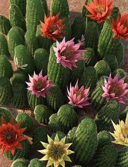 Peanut Cactus- Flowering Cacti