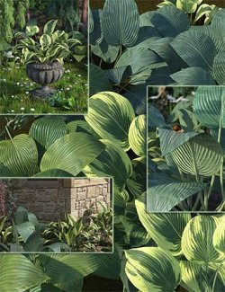 Hostas- Low Res Foliage Plants