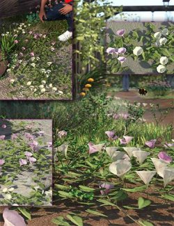 Ground Bindweed- LR Flowering Plants