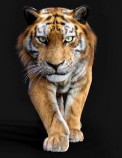 Strand-Based Velvet Hair for Tom Tiger