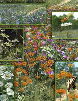 Meadow Flowers Bundle