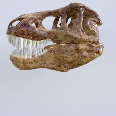 Click here to see preview images for "T-Rex Skull With Posable Jaw" T-Rex Skull With Posable Jaw