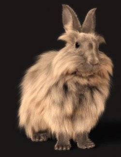 Rabbits by AM- Collection 1