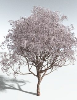 EVERYPlant Japanese Cherry