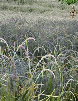 Flinks Rolling Hills - Wet Grass