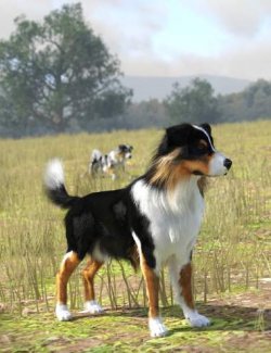 Australian Shepherd for Daz Dog 8