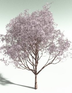 EVERYPlant Japanese Cherry for Poser