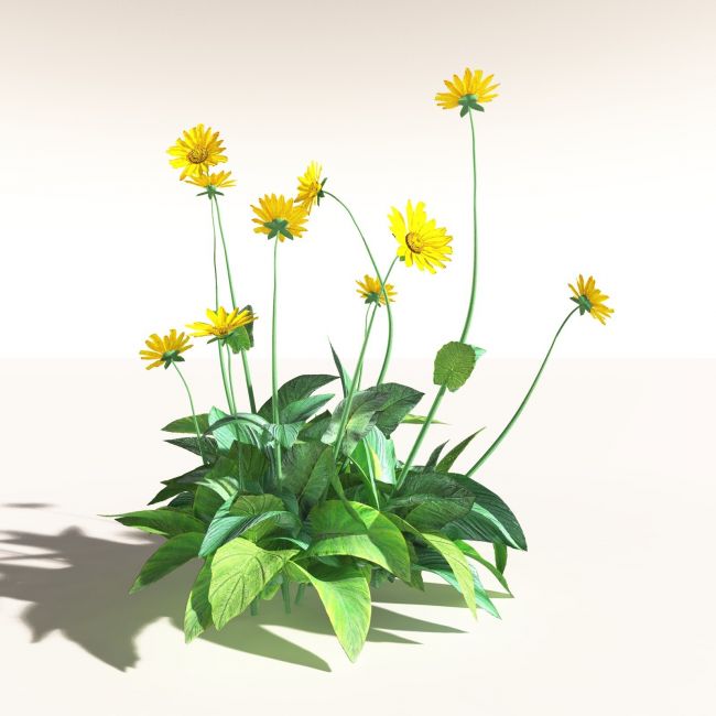 Click here to see preview images for "EVERYPlant Arrowleaf Balsamroot for Daz" EVERYPlant Arrowleaf Balsamroot for Daz