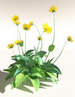 EVERYPlant Arrowleaf Balsamroot for Daz